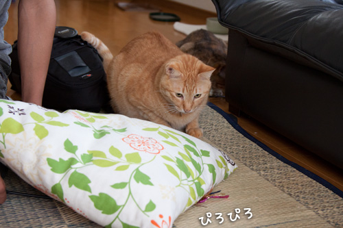 お客さんがやってきた!_d0355333_14595989.jpg