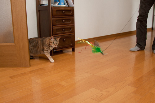 お客さんがやってきた!_d0355333_15000007.jpg