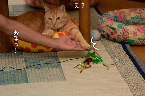 お客さんがやってきた!_d0355333_15000021.jpg