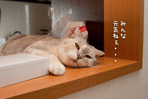 お客さんがやってきた!_d0355333_15000045.jpg