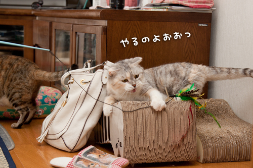 お客さんがやってきた!_d0355333_15000126.jpg