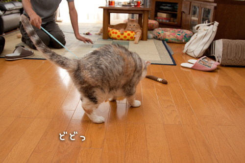 お客さんがやってきた!_d0355333_15000164.jpg