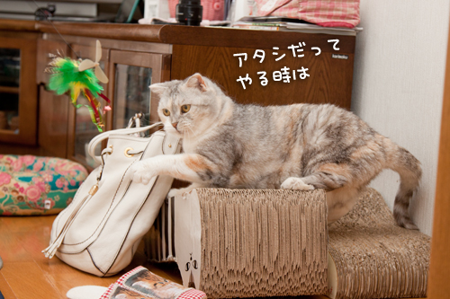 お客さんがやってきた!_d0355333_15000174.jpg