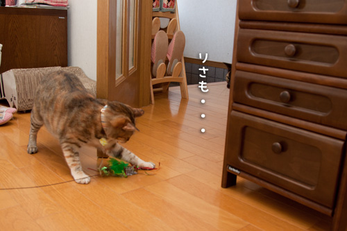 お客さんがやってきた!_d0355333_15000187.jpg