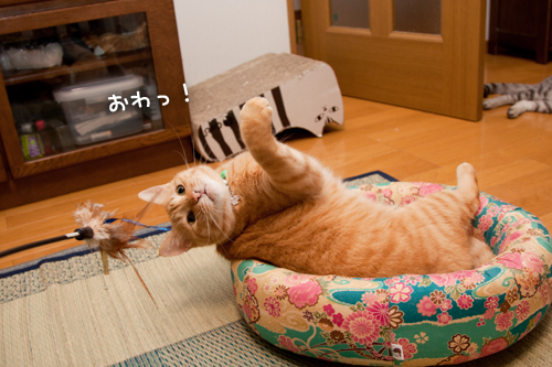 ちゃとらんも遊びたい!_d0355333_15000530.jpg