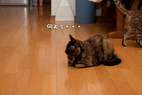 一緒にいかが?_d0355333_15000635.jpg