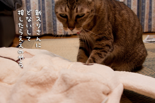 笑子たんのゆううつ。_d0355333_15000983.jpg