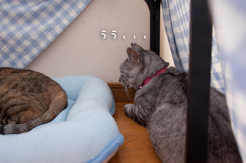 ミニコタツの中は_d0355333_15001082.jpg