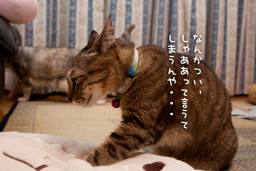 笑子たんのゆううつ。_d0355333_15001091.jpg