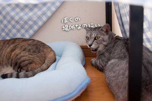 ミニコタツの中は_d0355333_15001095.jpg