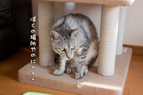 ねこのたまり場_d0355333_15001141.jpg