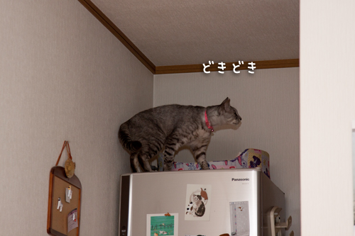ついに登頂!_d0355333_15001464.jpg