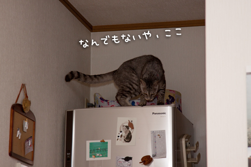 ついに登頂!_d0355333_15001494.jpg