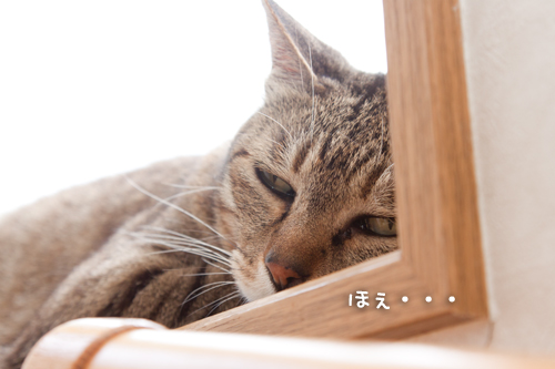 夏の一枚。_d0355333_15001511.jpg