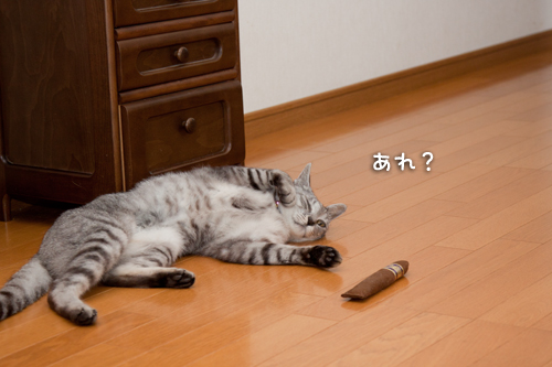 キャットニップ葉巻で乱れる_d0355333_15001613.jpg