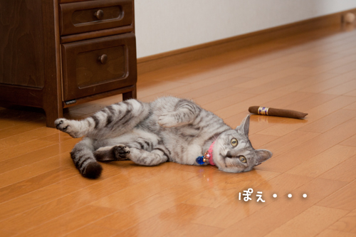 キャットニップ葉巻で乱れる_d0355333_15001664.jpg