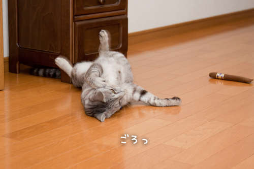 キャットニップ葉巻で乱れる_d0355333_15001725.jpg