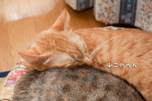 クーラー意味なし。_d0355333_15001812.jpg