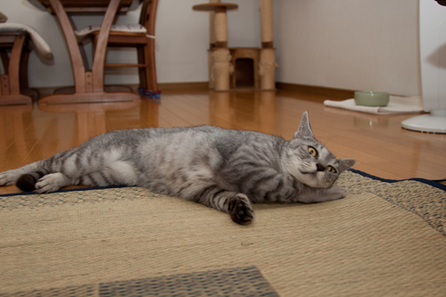 なっちゃん、またまた病院へいく。_d0355333_15001915.jpg