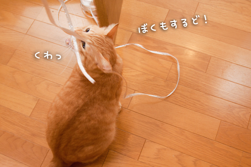 一緒に遊ぼうよ_d0355333_15002125.jpg