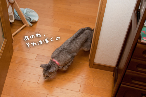 一緒に遊ぼうよ_d0355333_15002132.jpg