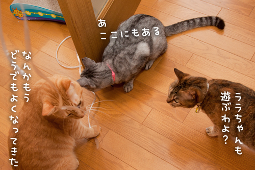 粘り勝ち_d0355333_15002222.jpg