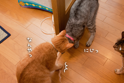 粘り勝ち_d0355333_15002255.jpg