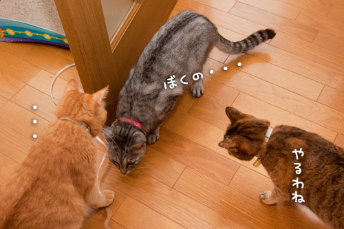 粘り勝ち_d0355333_15002277.jpg