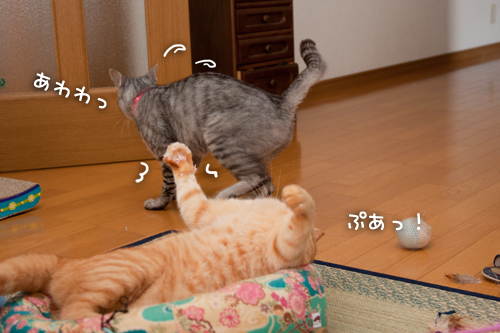 フランスから愛をこめて_d0355333_15002464.jpg