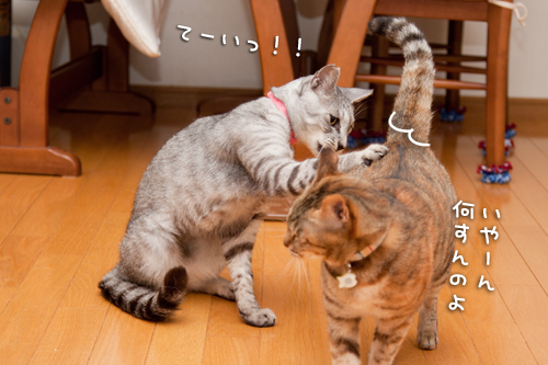 あれれ?_d0355333_15002815.jpg