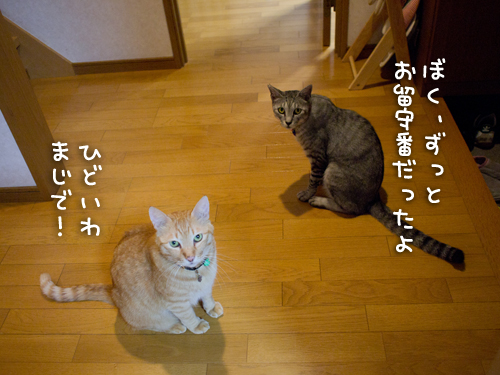 ただいまー!_d0355333_15003165.jpg