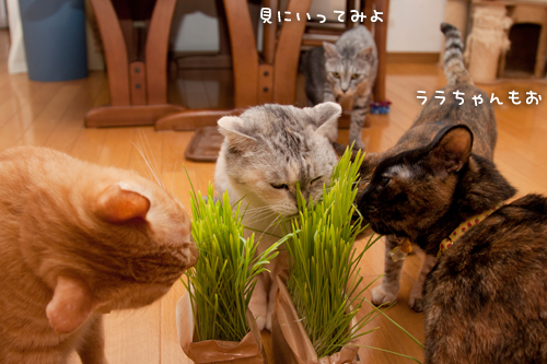 猫草食べるひとっ！_d0355333_15010355.jpg