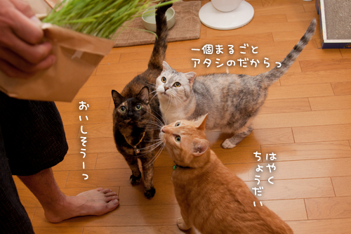 猫草食べるひとっ！_d0355333_15010367.jpg