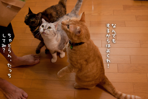 猫草食べるひとっ!_d0355333_15010381.jpg