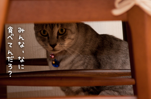 猫草食べるひとっ!_d0355333_15010394.jpg