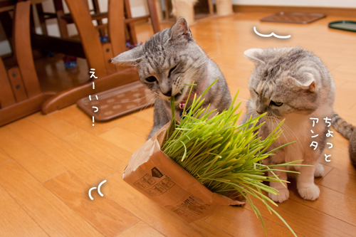猫草食べるひとっ!_d0355333_15010425.jpg