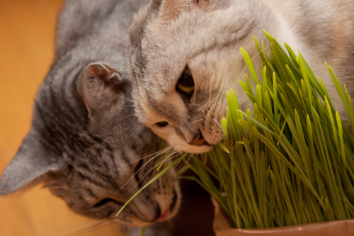 猫草食べるひとっ!_d0355333_15010437.jpg