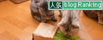 猫草食べるひとっ!_d0355333_15010483.jpg