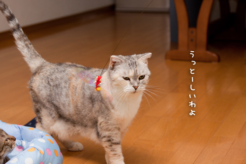 どうでもいい女。_d0355333_15010931.jpg