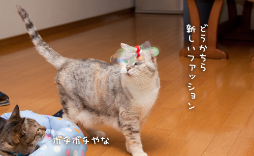 どうでもいい女。_d0355333_15011069.jpg