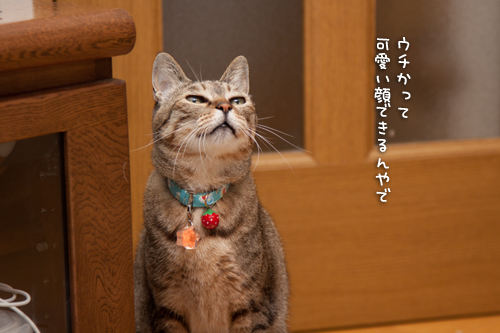 今なら・・・?_d0355333_15011226.jpg
