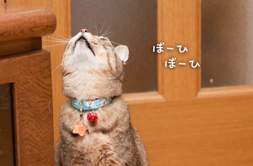 今なら・・・?_d0355333_15011339.jpg