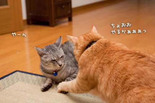 けんかは何とかのしるし。_d0355333_15011612.jpg