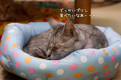 落ち着いたなっちゃん。_d0355333_15011646.jpg