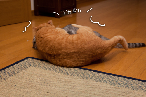 けんかは何とかのしるし。_d0355333_15011648.jpg