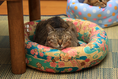 全部の猫ベッドが_d0355333_15011918.jpg
