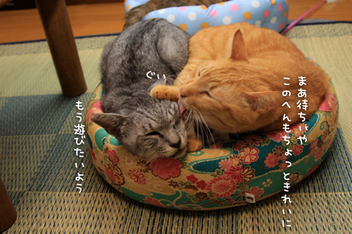 ちゃとらんのお世話がしつこすぎる件について_d0355333_15012502.jpg