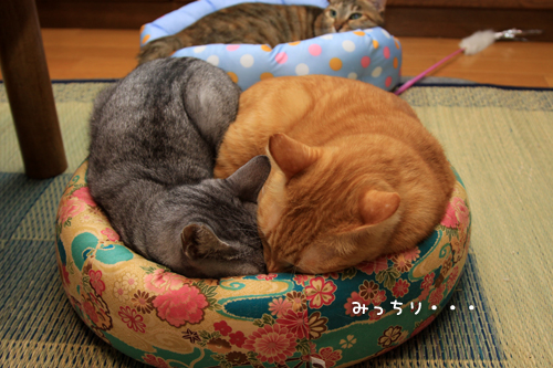 ちゃとらんのお世話がしつこすぎる件について_d0355333_15012566.jpg