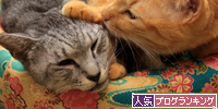 ちゃとらんのお世話がしつこすぎる件について_d0355333_15012571.jpg