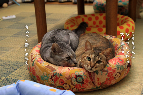 思わぬ猫団子_d0355333_15013064.jpg
